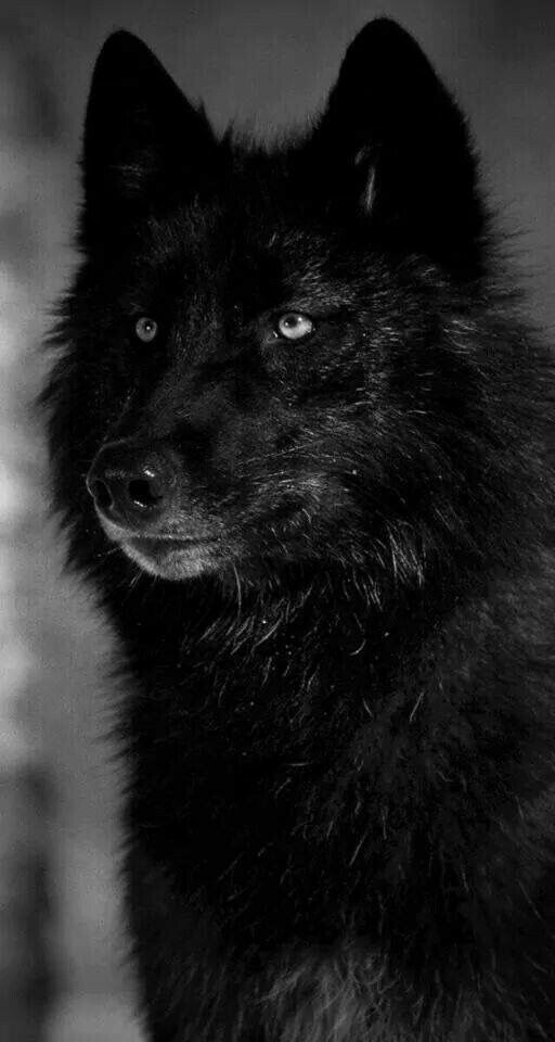 Lobo Valheim